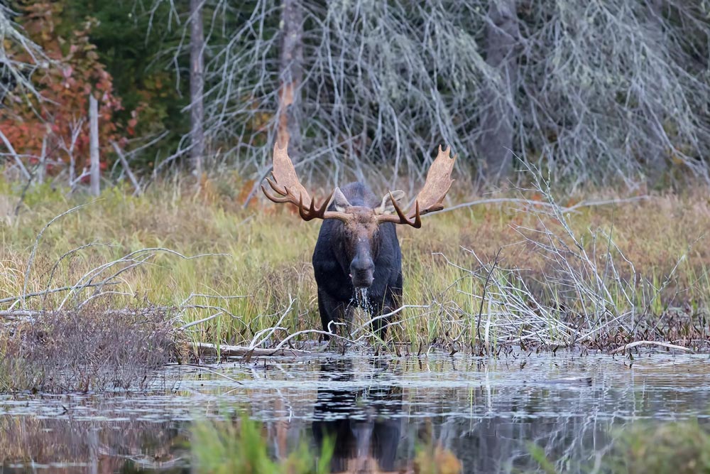 Älgtjur med stora horn betar på röd höstfärgad tundra