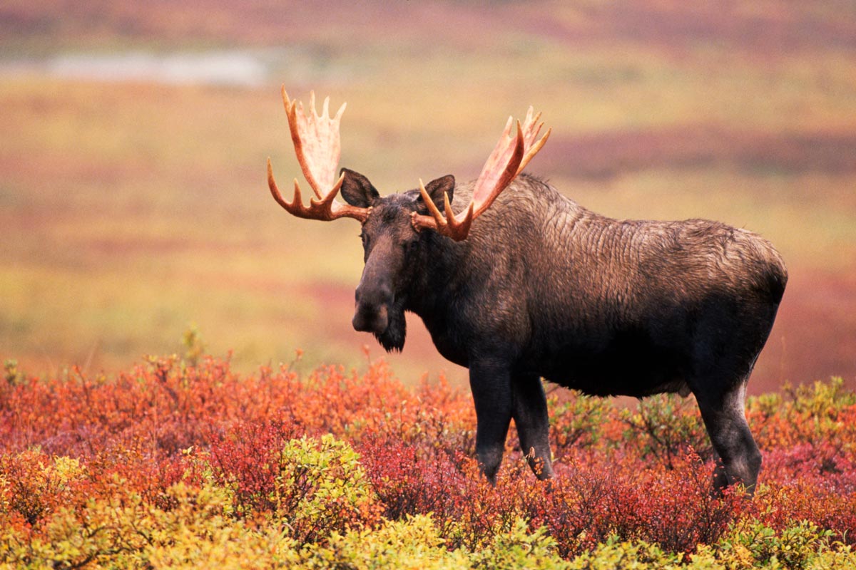 Älgtjur med stora horn betar på röd höstfärgad tundra