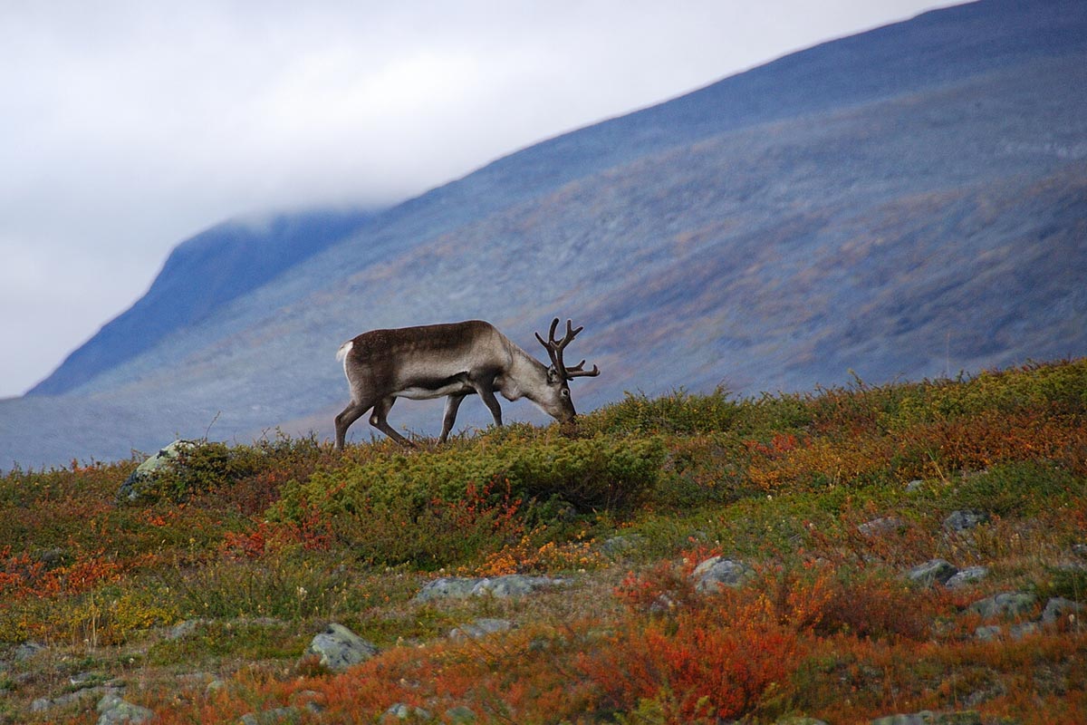 Ren som betar längs med stigen på tundra