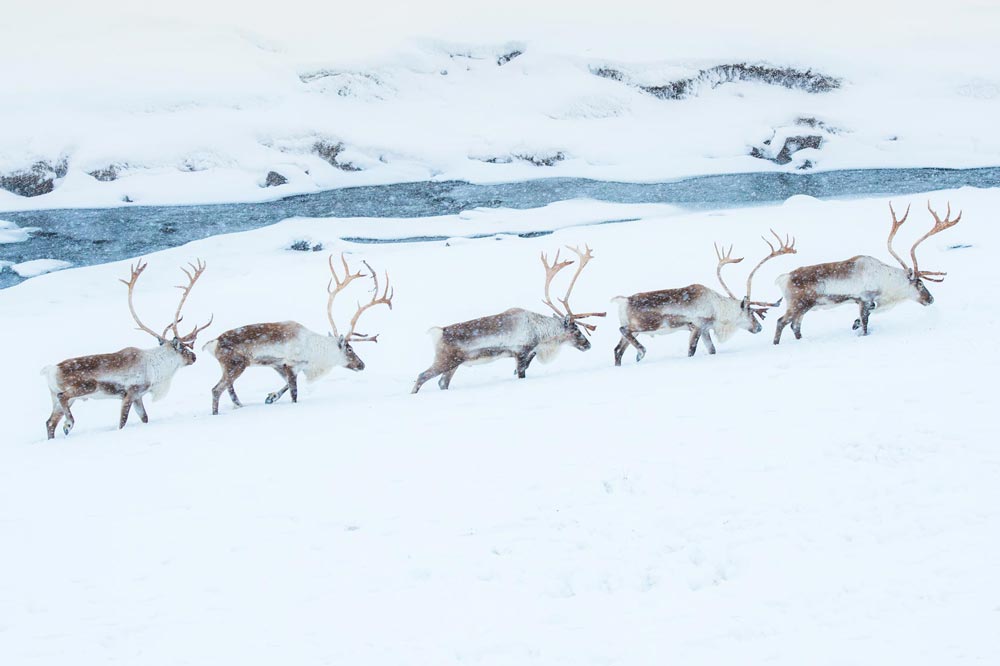 Ren som betar längs med stigen på tundra